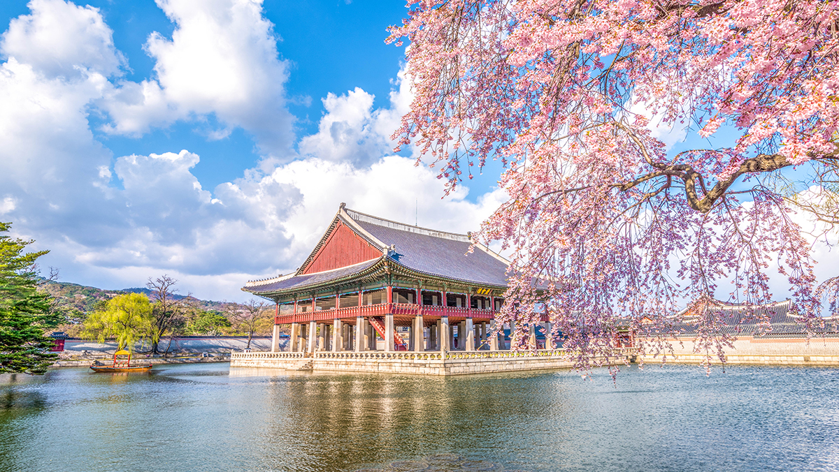 Cherry blossoms at Gyeongbokgung Palace in Seoul South Korea