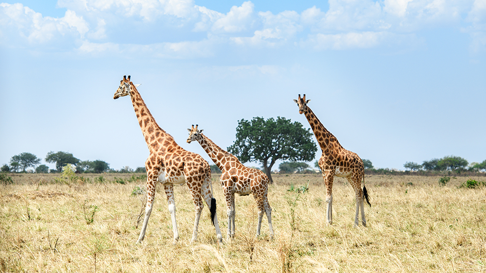 Giraffes in Kidepo Valley National Park Uganda