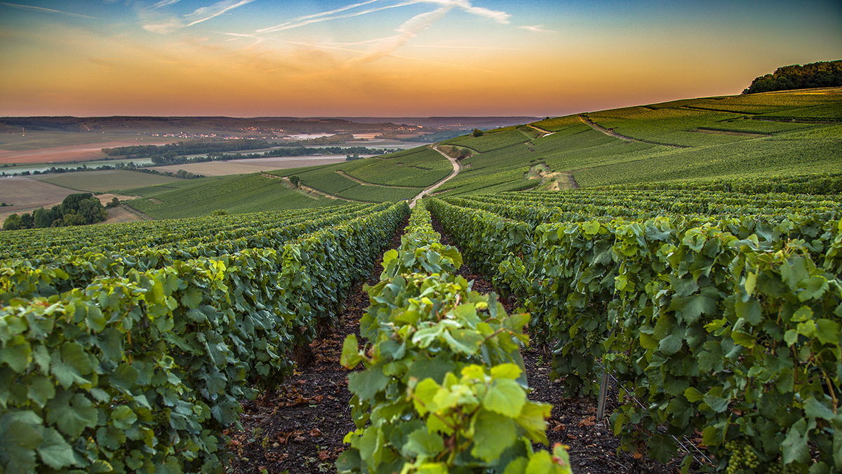 Champagne region in France