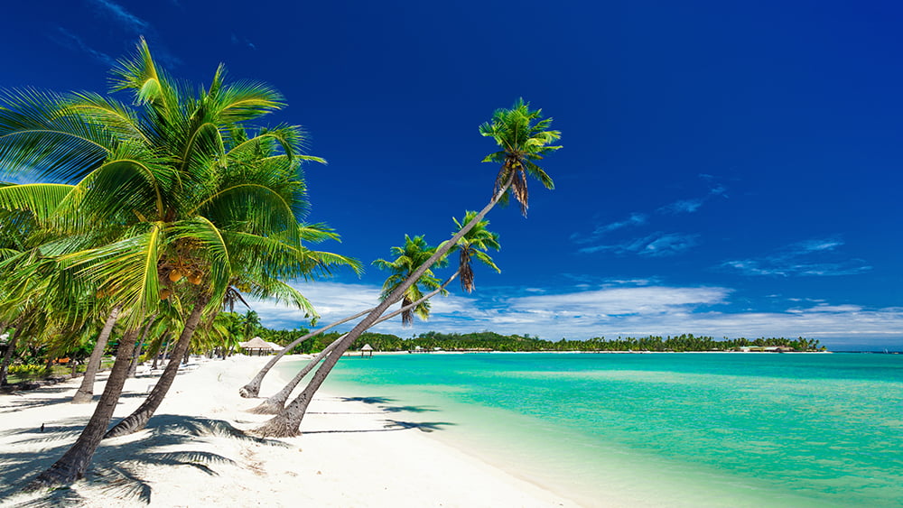 Palm trees over white beach on a a Plantation Island Fiji 
