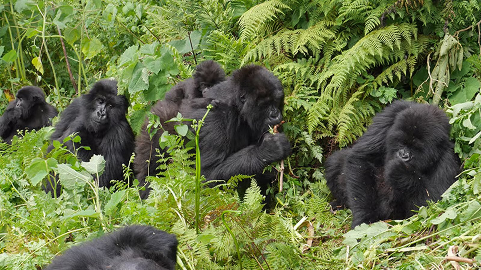 Gorillas of Rwanda