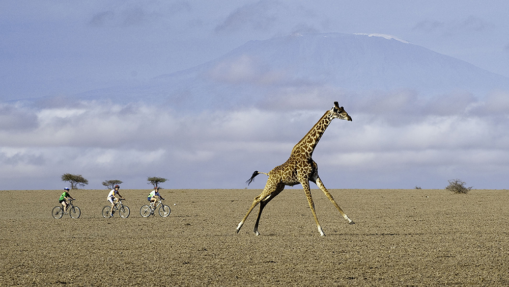 Mountain biking with a giraffe in Kenya