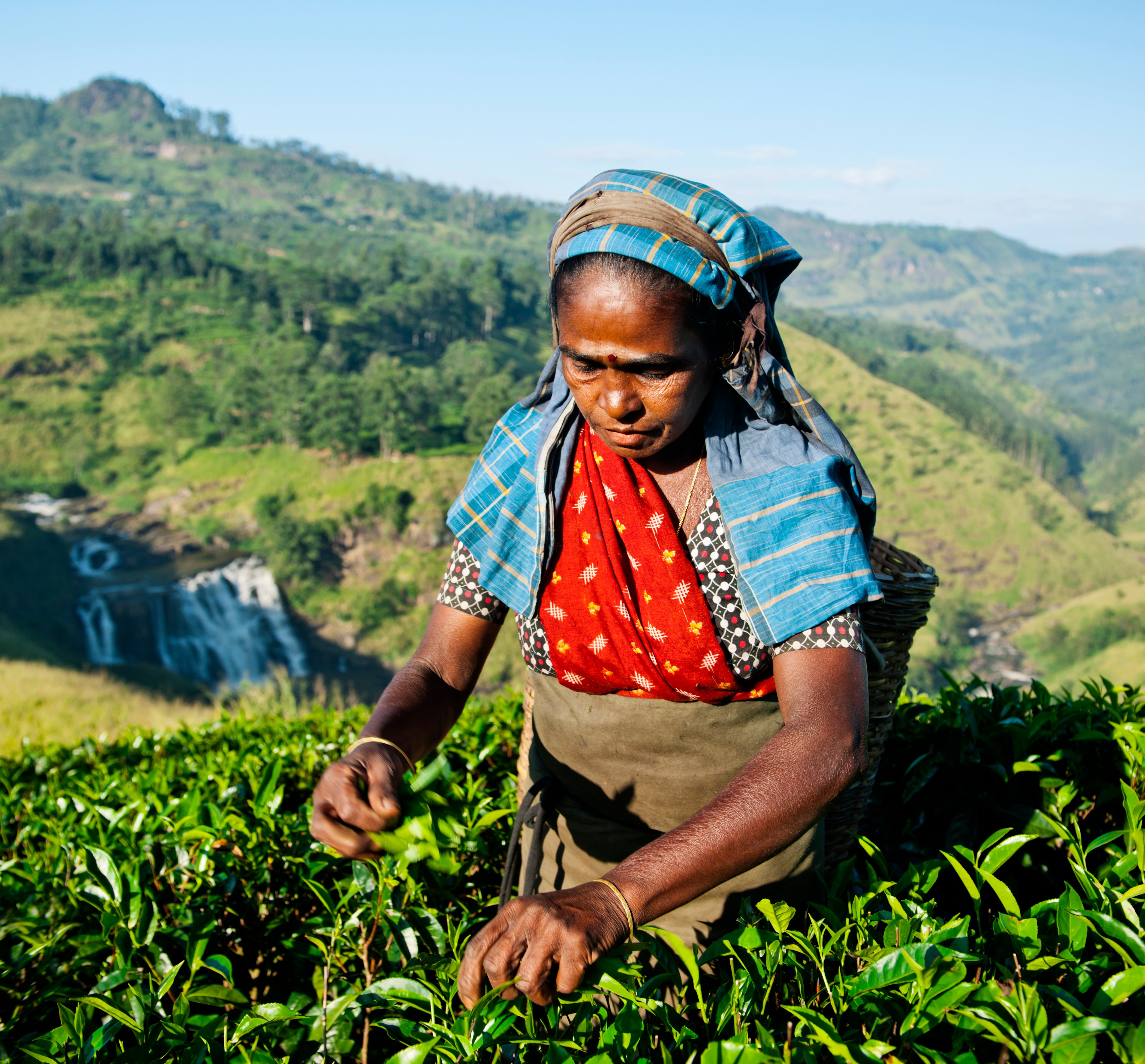 India-tea-pickerjpg