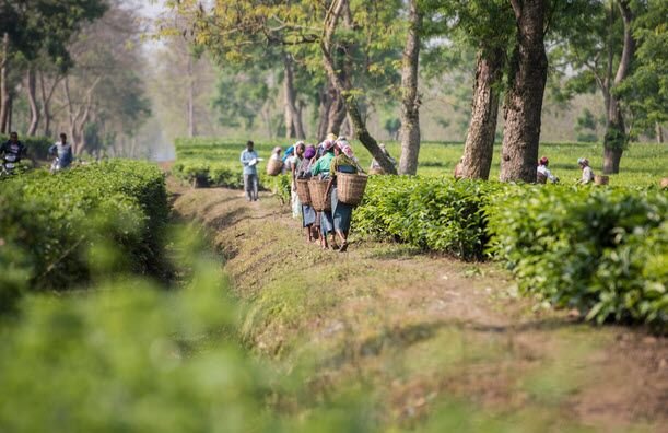 India-tea-workersjpeg