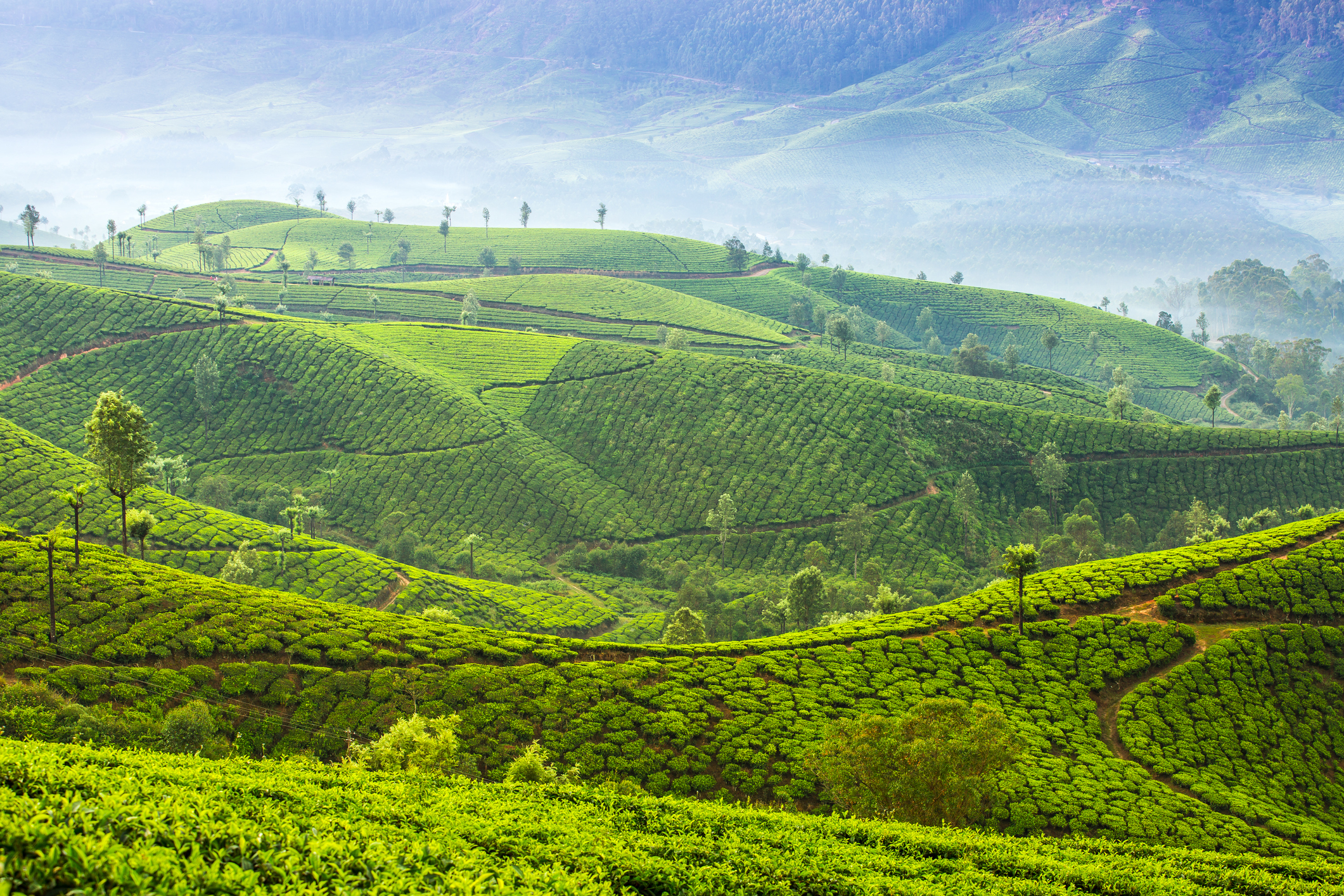 Indian-Tea-Plantationjpg