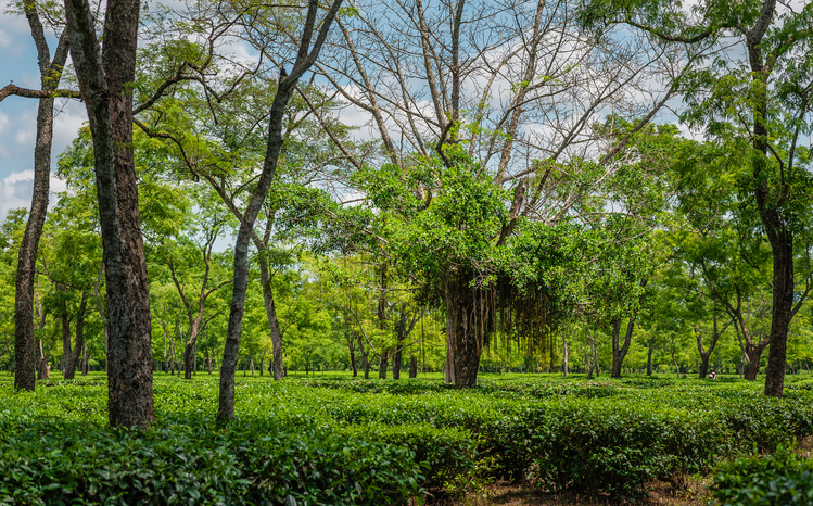 Jorhat-Assam-tea-plantationjpg