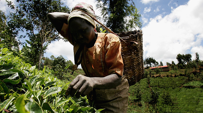 Kenya-tea-worker-slideshow2jpg