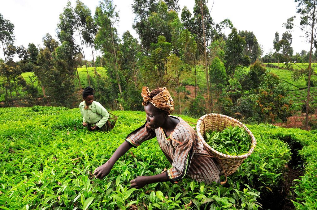 Kenyan-tea-workerjpeg