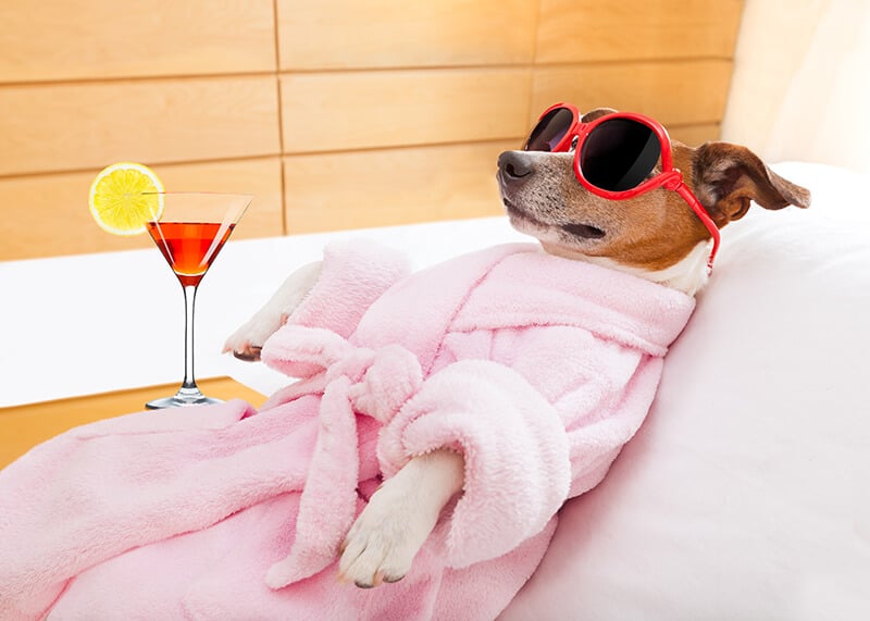 dog relaxing in a spa with a cocktail