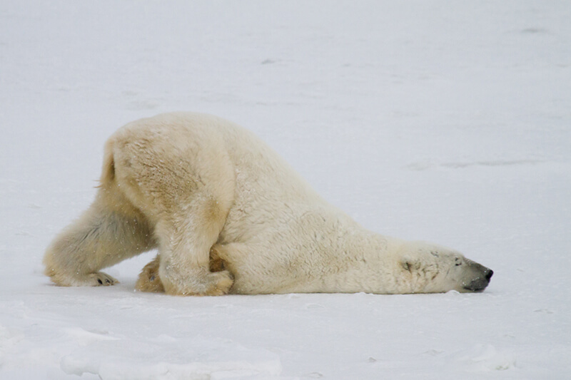 Polar bear Antarctica 