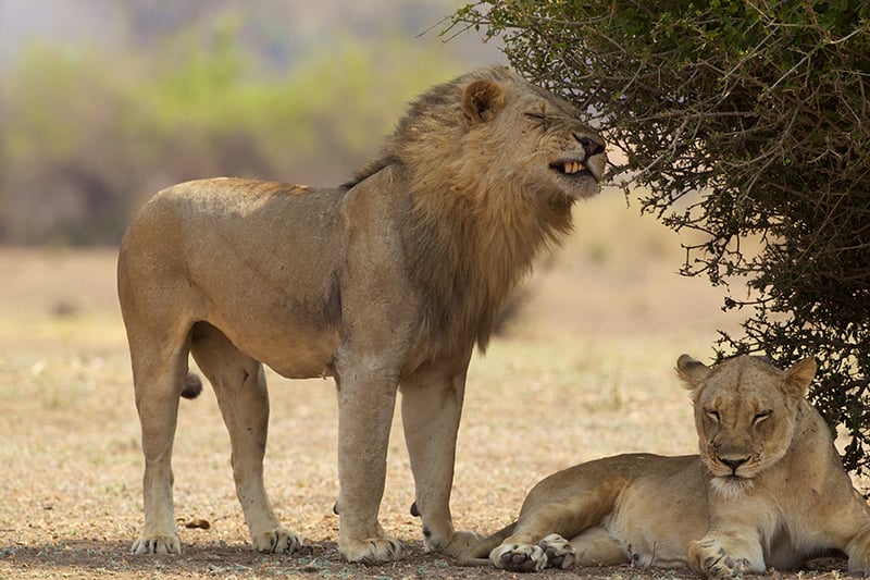 lion and lioness in South Luangwa National Park Zambia