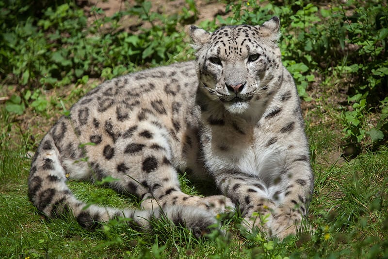 snow leopard India