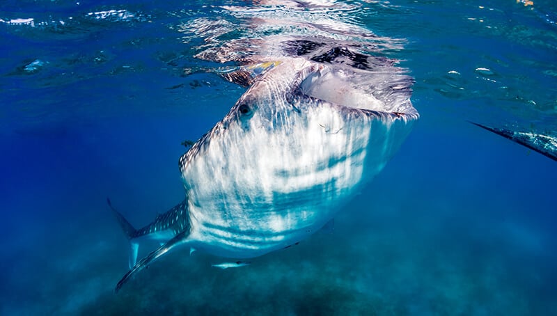 Whale shark Australia 