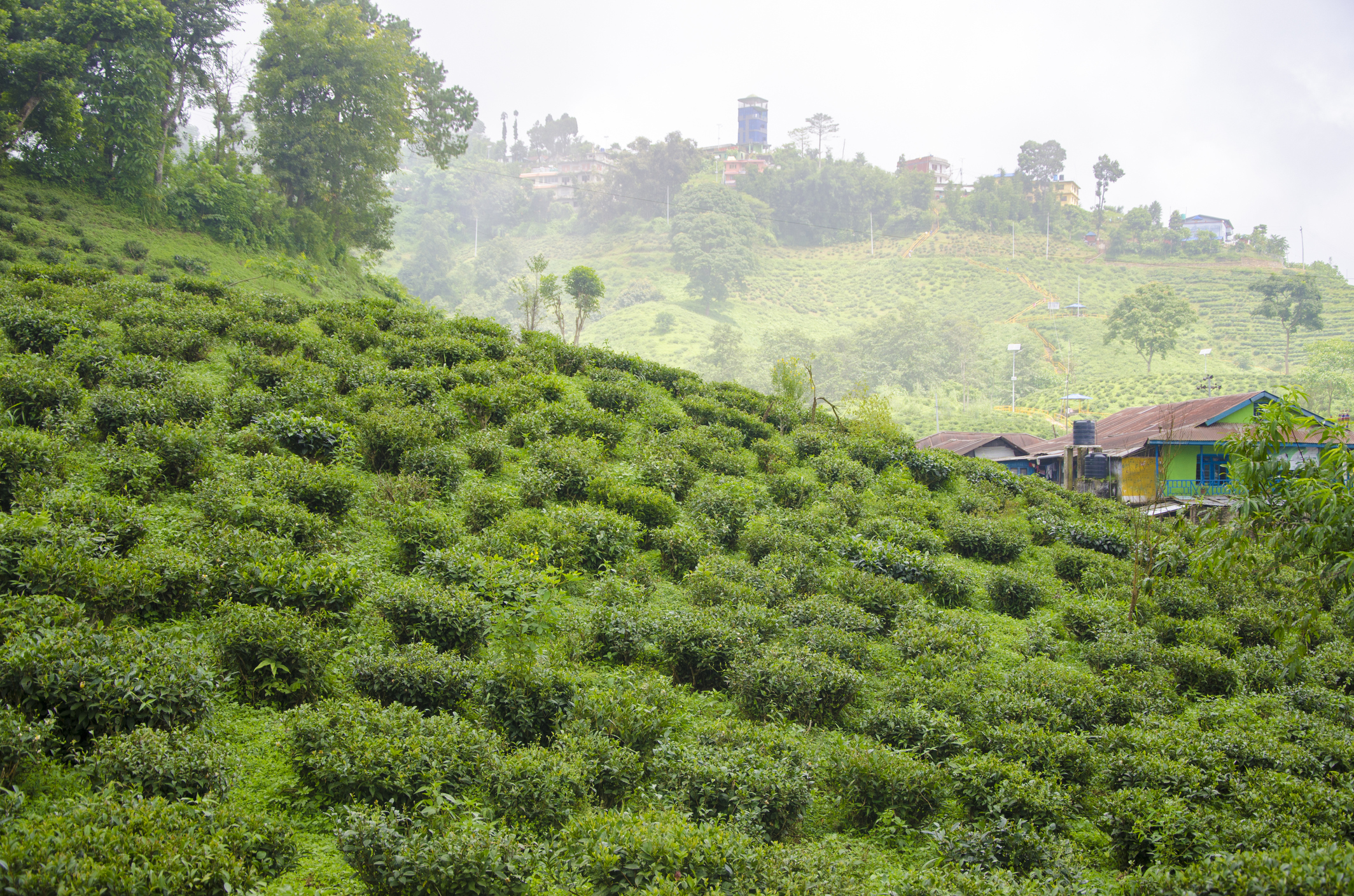 Nepal-Tea-Plantationjpg