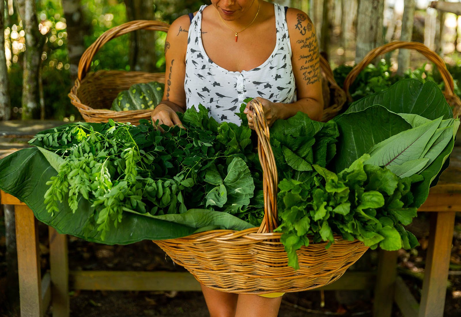 Organic producers from all over Brazil will unite at the festival