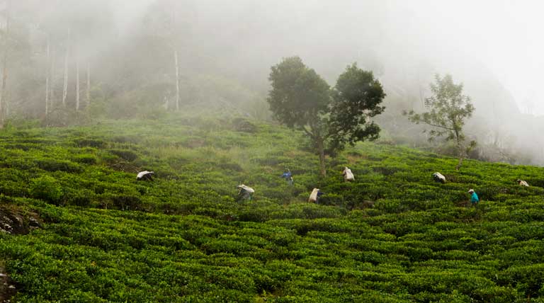 Tea workers near Nuwara Eliya