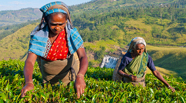 Sri-Lanka-tea-workers-slideshow1png