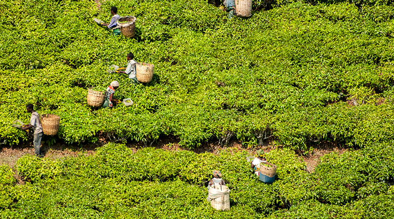 Tanzania-tea-workers-slideshowjpg