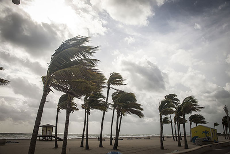 Palm trees being blown over by a hurricane
