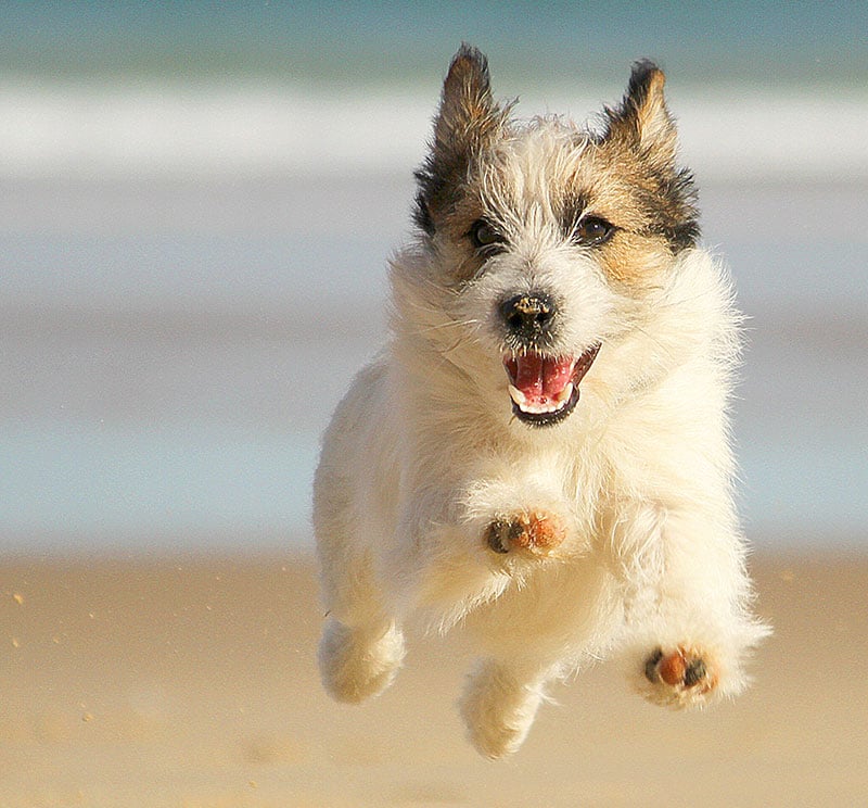 Jack russell dog running at the beach and smiling