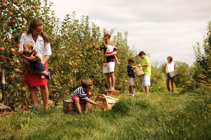 family picking apples
