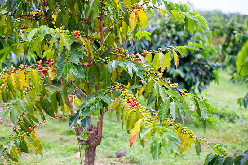 Coffee plant in a field in Kona Hawaii