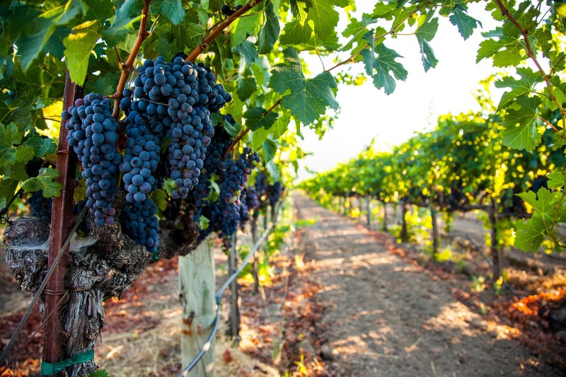 Napa Valley grapes -  bmdesigniStockGetty Images PlusGetty Images