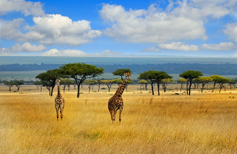 Giraffes strolling on the open savannah in the masai mara -Kenya with a blue cloudy sky and mountain background