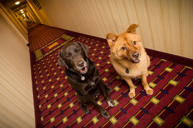 Dogs in a hotel 