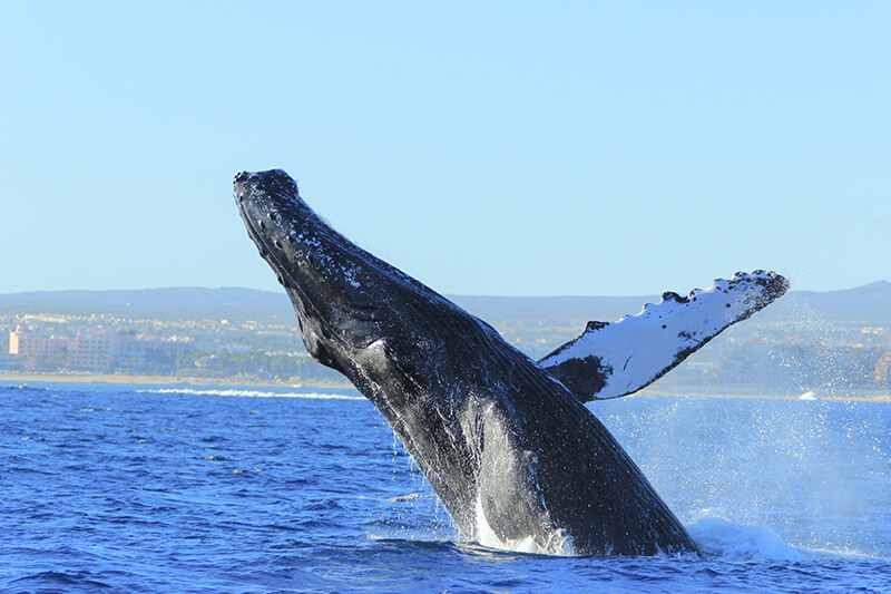Humpback whale breaching in Los Cabos 