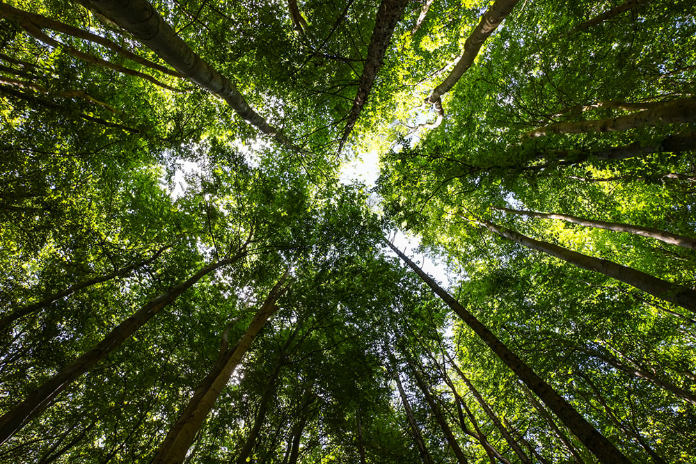 Trees Sustainability