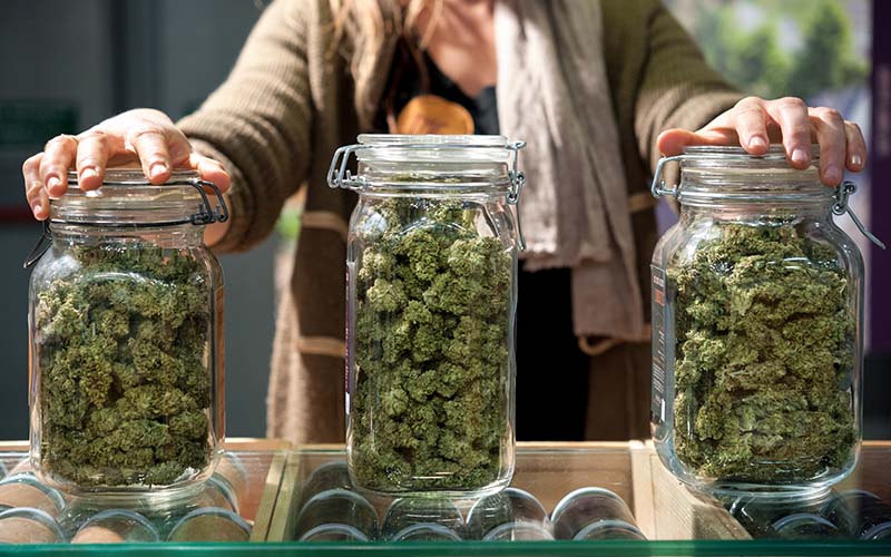 A cannabis grower showcases bud in three glass vases