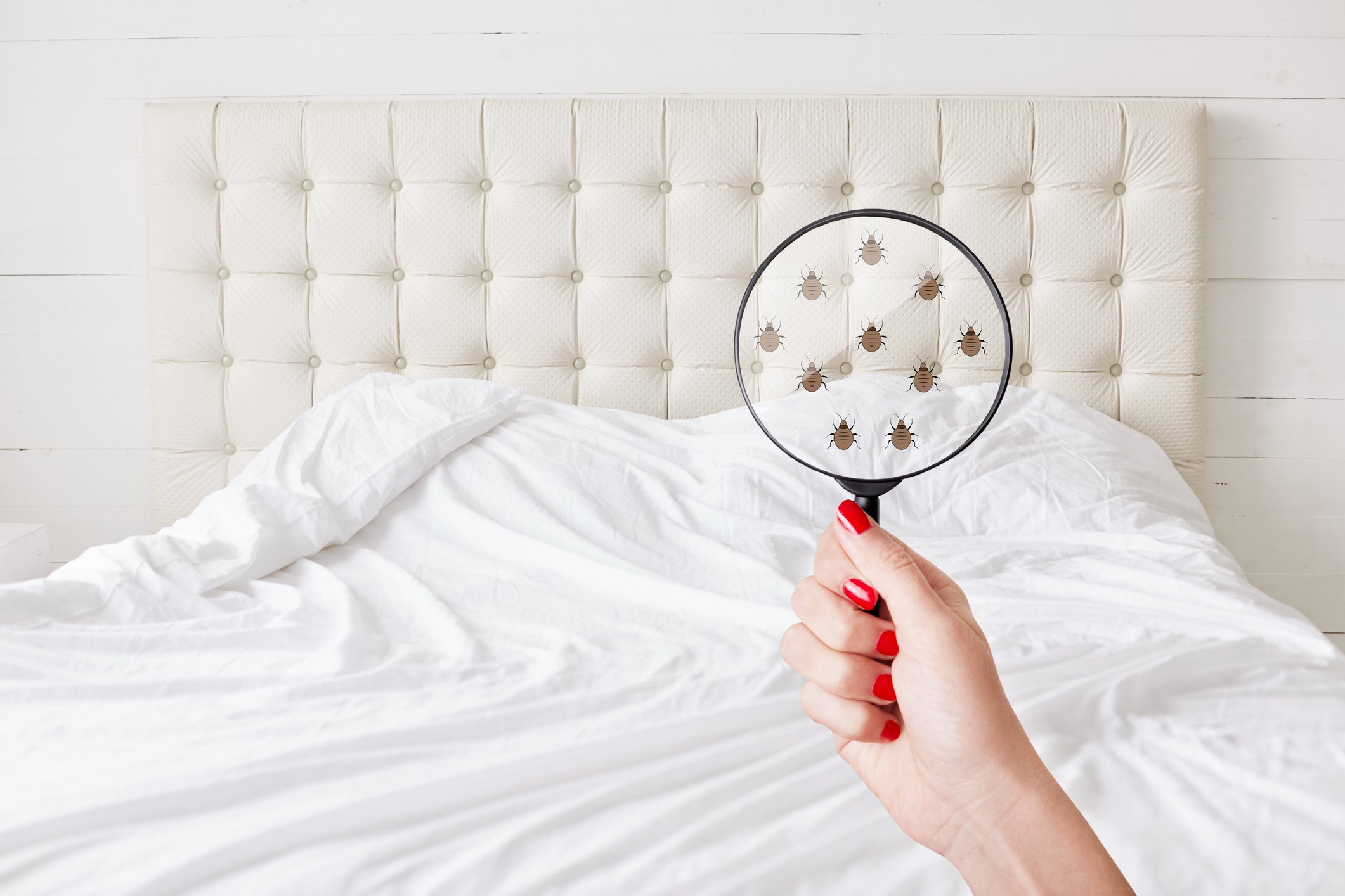 As one of the most stubborn pests to deal with bed bugs can wreak havoc on a guests stay and a hoteliers reputation Here 