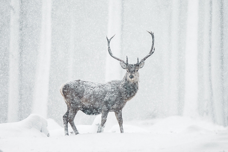 Red deer Cervus elaphus stag in blizzard Alvie Forest Scotland