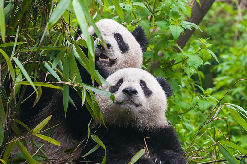 two pandas in forest 