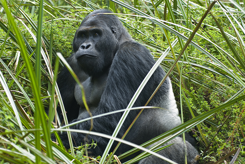 Silverback Gorilla in Congo