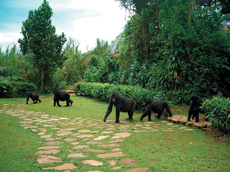 Bwindi Lodge Gorilla Family