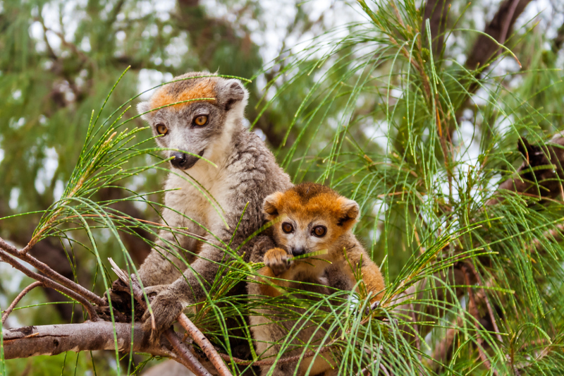 two crowned lemurs in tree