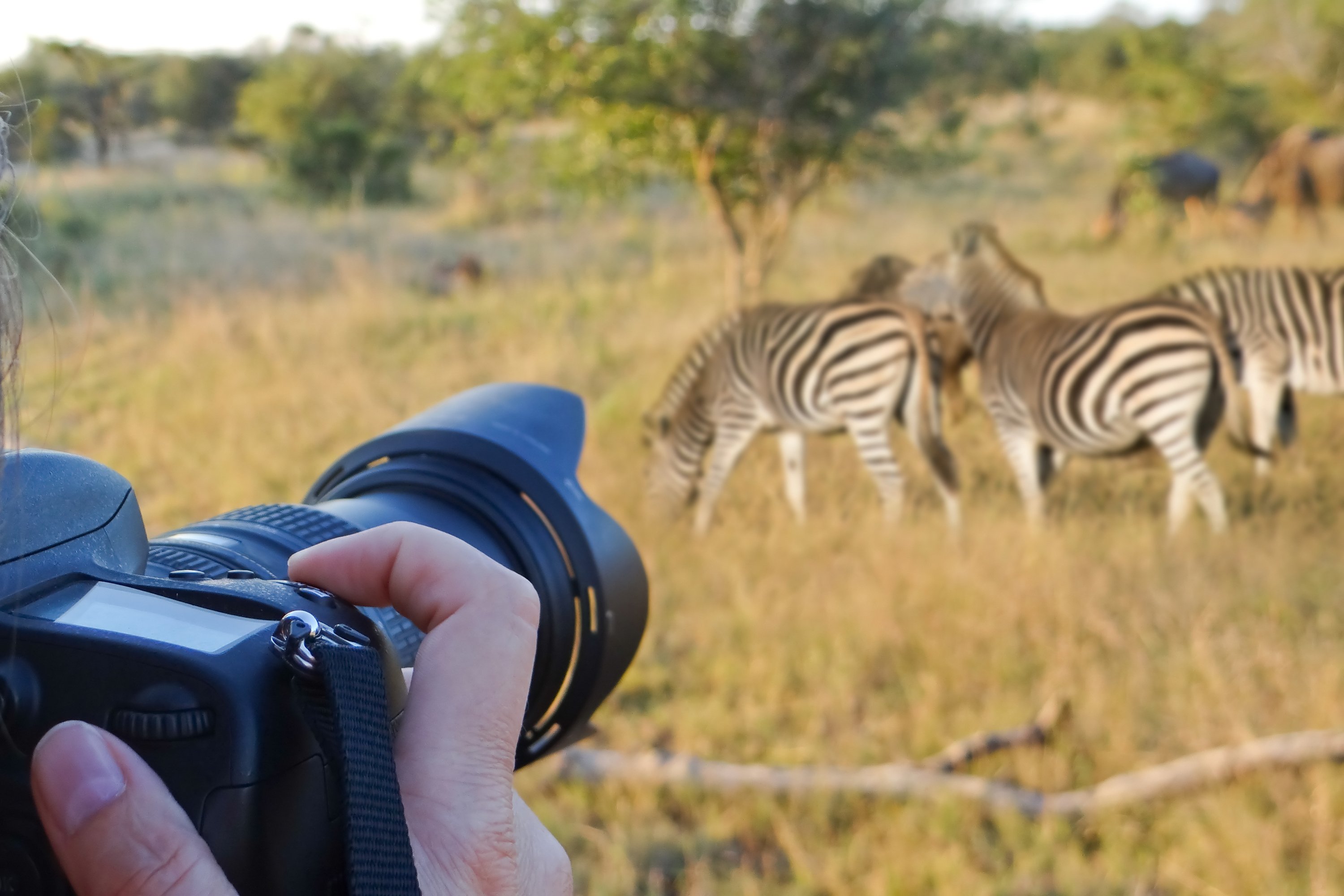 photo safari camera zebra