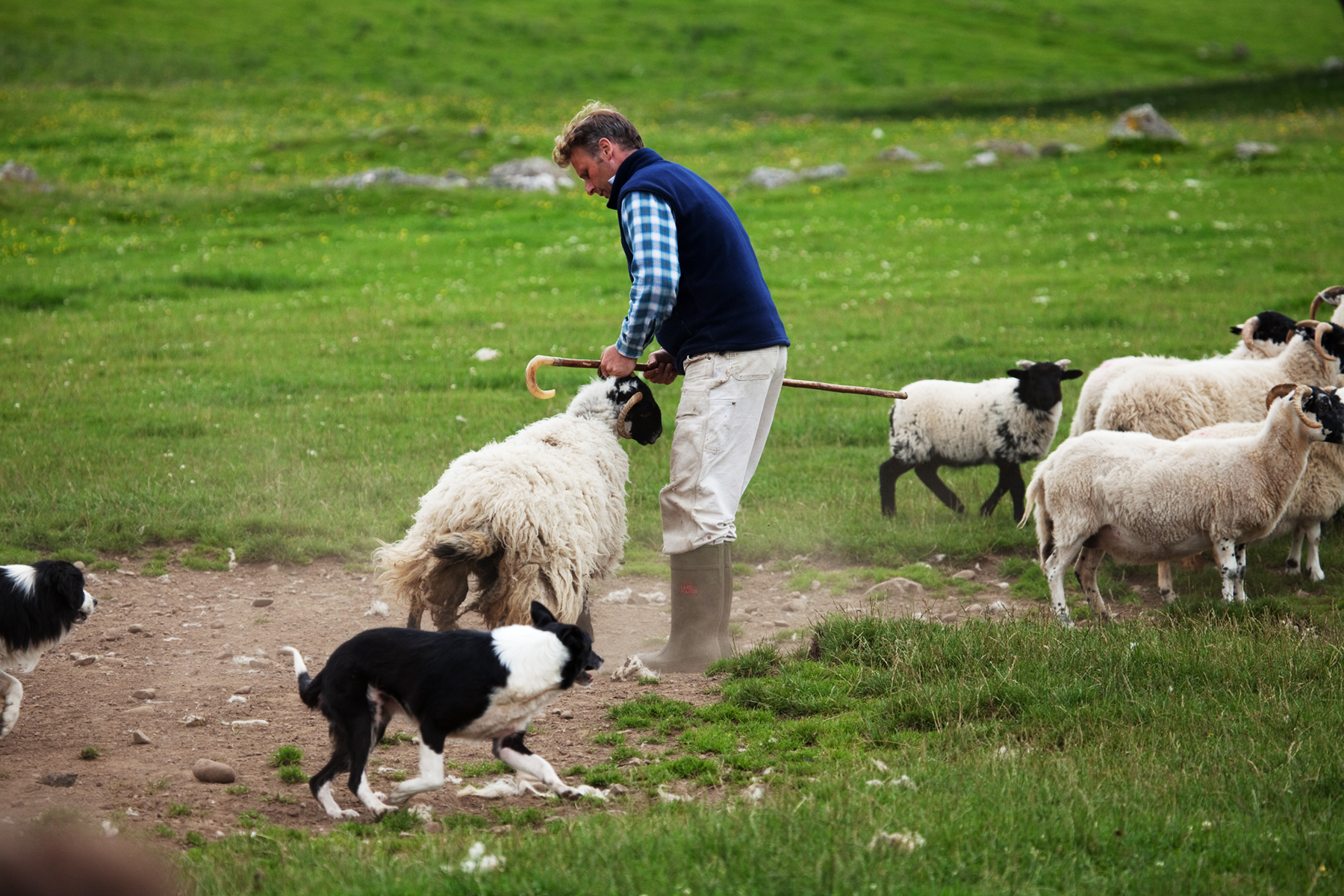 Scotland sheepdog herding