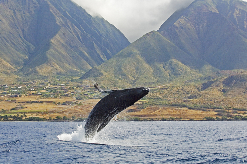 The Ritz-Carlton Kapalua whale watching