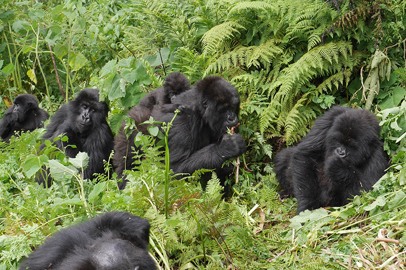gorilla Rwanda 