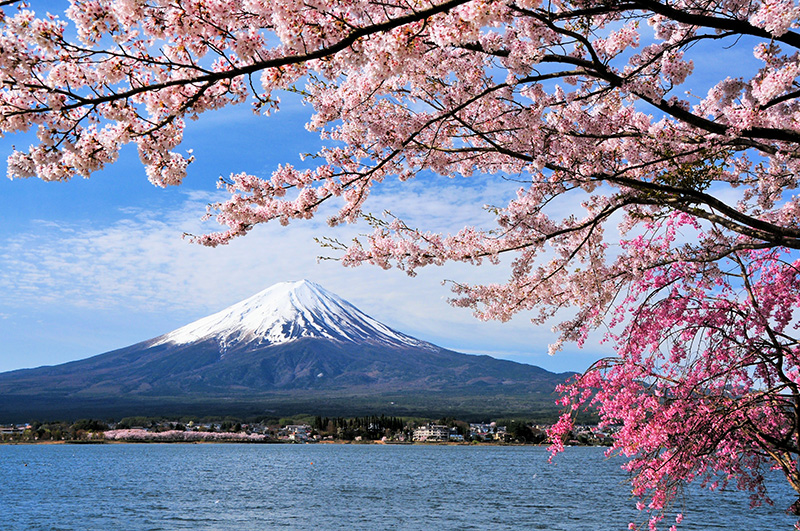 Mount Fuji Japan with cherry blossoms
