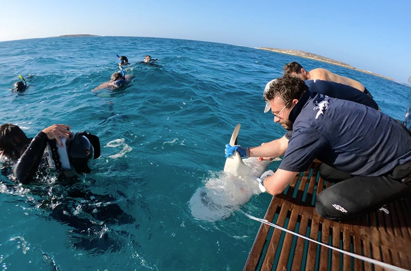 Grand Isle Resorts Shark Tagging Adventure