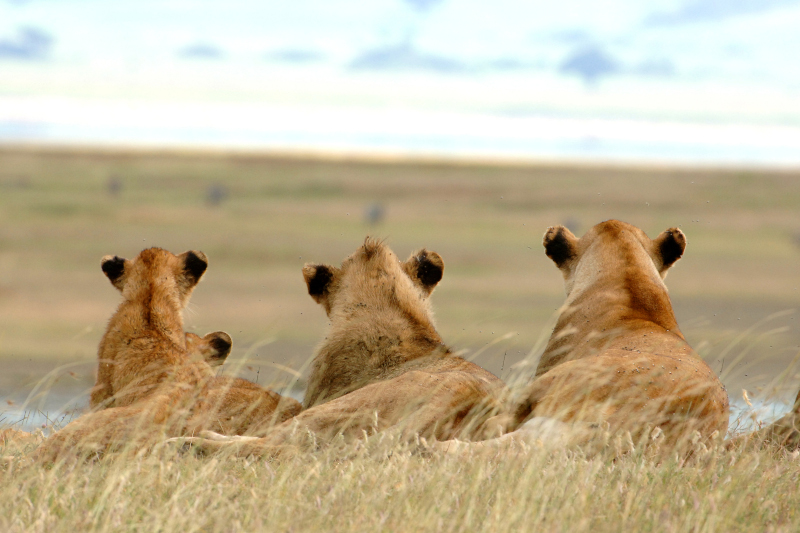 Image of a trio of lions looking out to the landscape 