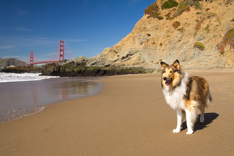 Dog in front of Golden Gate Bridge San Francisco