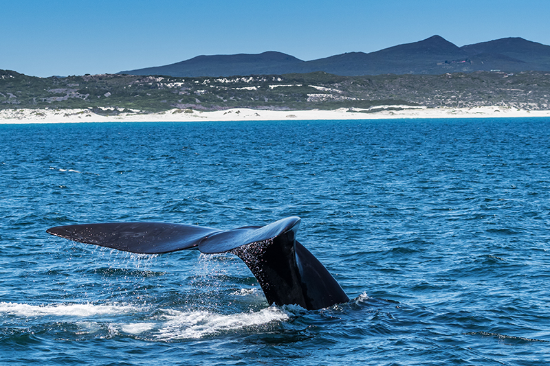 Right whale in South Africa