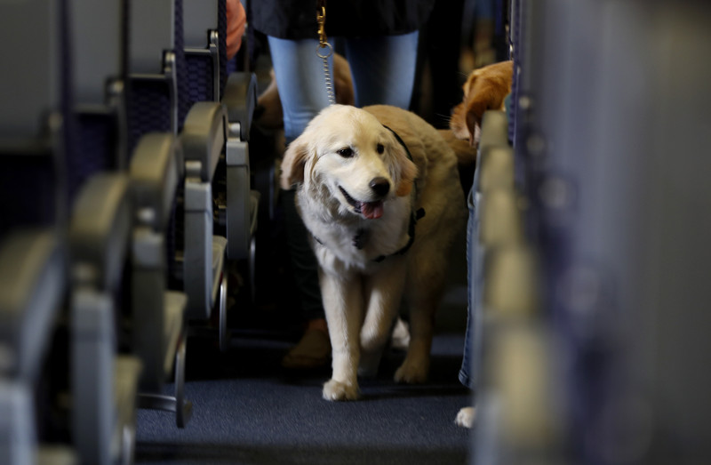 dog on plane