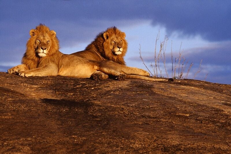 Lions - Kenya Safari - Beyond Cruises