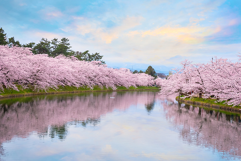 Cherry blossoms in Hirosaki park Tohoku Japan
